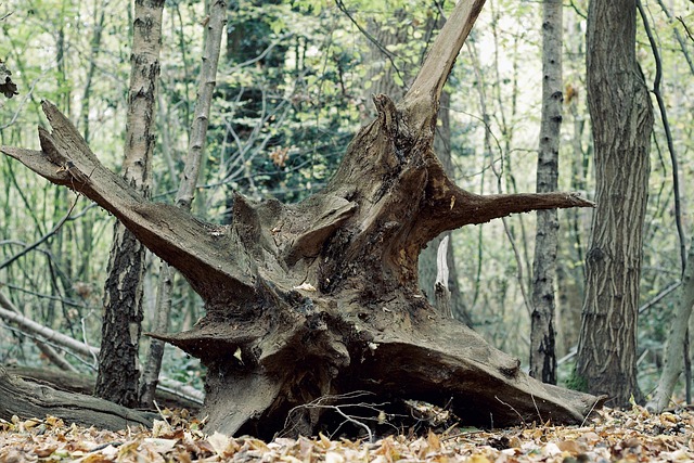 Water Availability and the Slow Economics of Trees