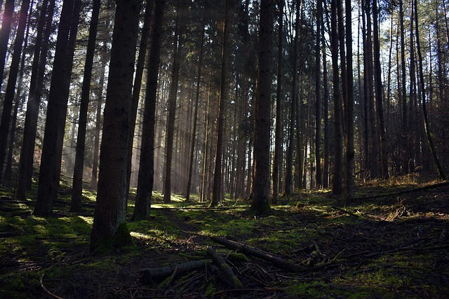 How Long Trees Are Meant to Live