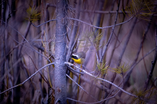 The Hidden Role of Soil in Tree Survival