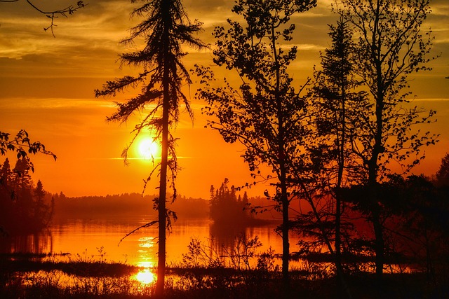 Water Availability and the Slow Economics of Trees