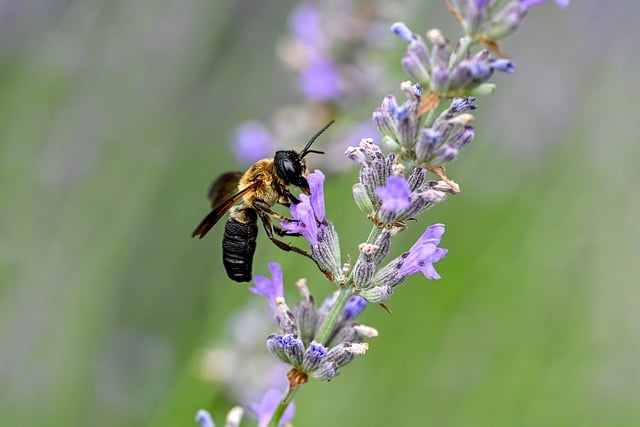 What Survival Science Teaches Conservation Practice
