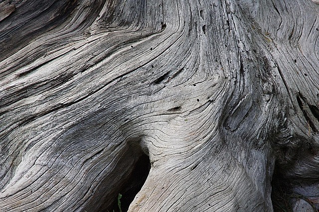 How Long Trees Are Meant to Live