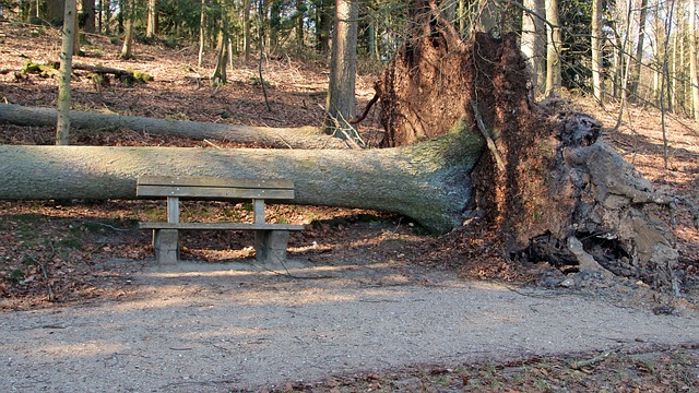 The Hidden Role of Soil in Tree Survival