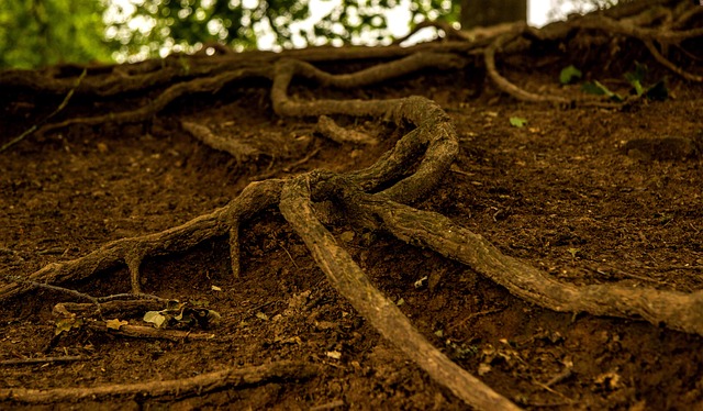 Water Availability and the Slow Economics of Trees