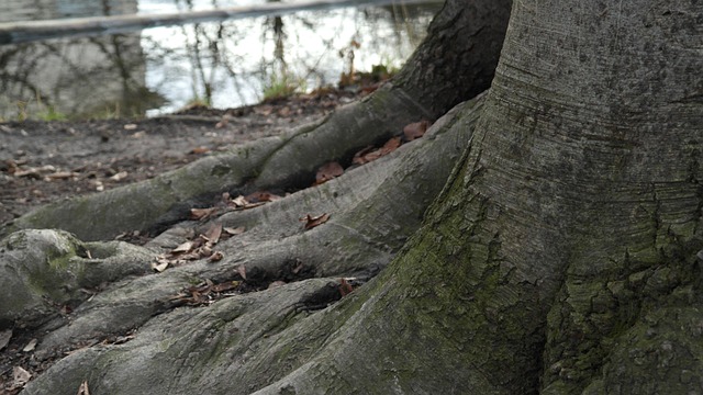 Fungal Networks and Underground Cooperation