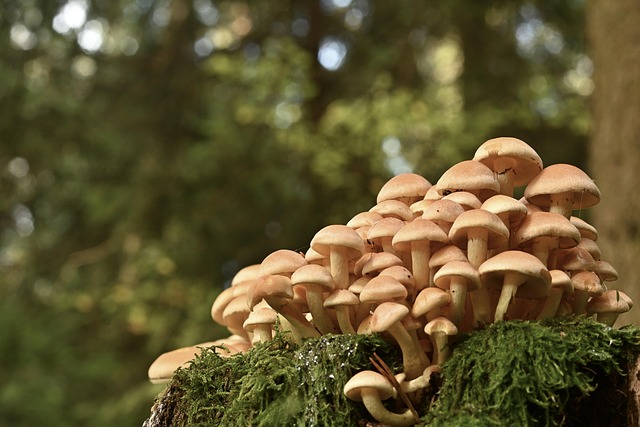 What Survival Science Teaches Conservation Practice