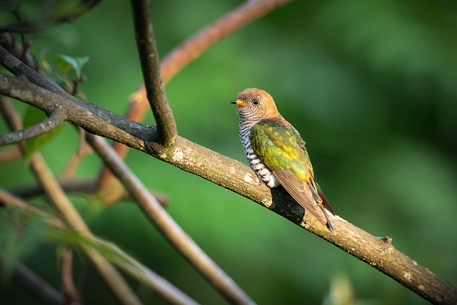 Species-Specific Tolerance to Stress
