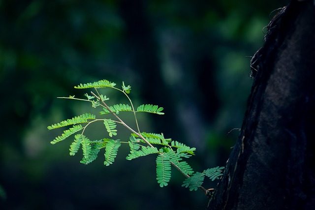The Hidden Role of Soil in Tree Survival