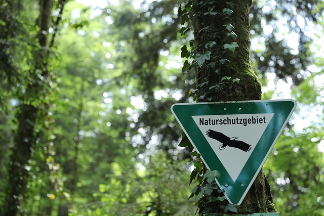 Water Availability and the Slow Economics of Trees