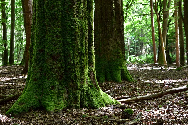 Fungal Networks and Underground Cooperation