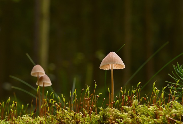 The Hidden Role of Soil in Tree Survival