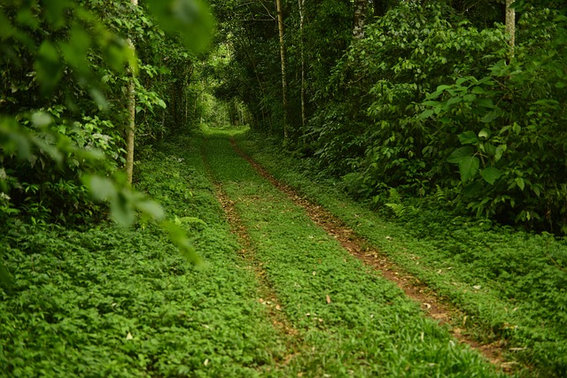 Water Availability and the Slow Economics of Trees