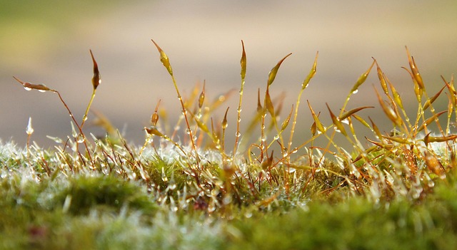 What Survival Science Teaches Conservation Practice
