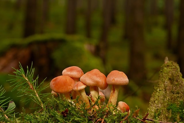 Species-Specific Tolerance to Stress