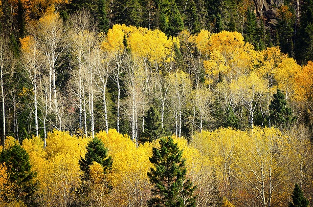 The Hidden Role of Soil in Tree Survival