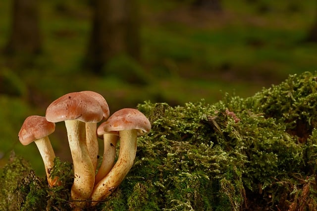 Fungal Networks and Underground Cooperation
