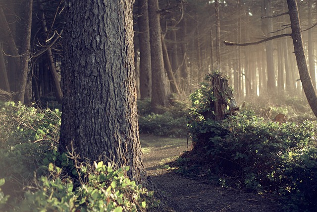 How Long Trees Are Meant to Live