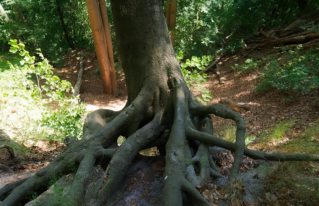 The Hidden Role of Soil in Tree Survival