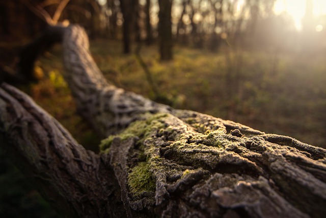 Fungal Networks and Underground Cooperation