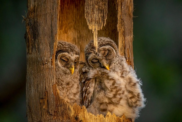 What Survival Science Teaches Conservation Practice