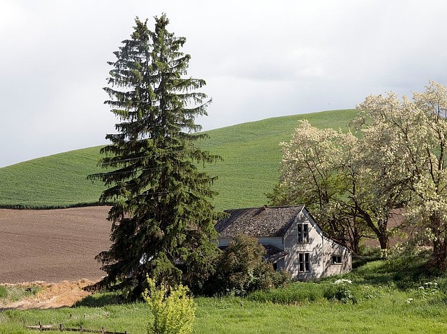 How Long Trees Are Meant to Live