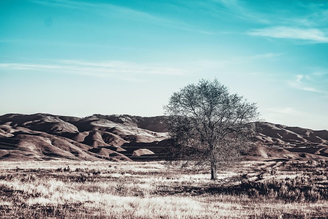 Water Availability and the Slow Economics of Trees