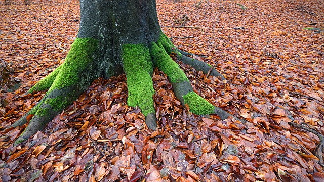 The Hidden Role of Soil in Tree Survival