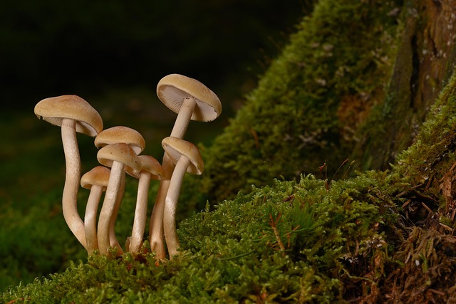 Fungal Networks and Underground Cooperation