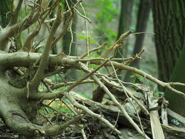 The Hidden Role of Soil in Tree Survival