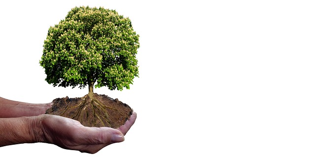 Water Availability and the Slow Economics of Trees