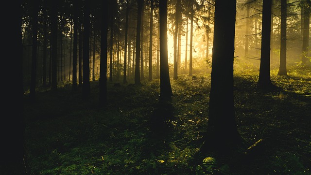 How Long Trees Are Meant to Live