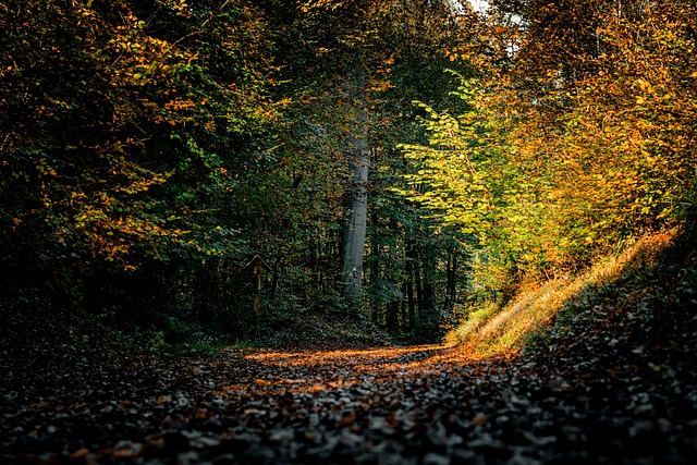 Water Availability and the Slow Economics of Trees