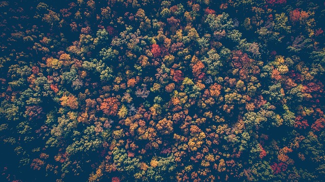 How Long Trees Are Meant to Live
