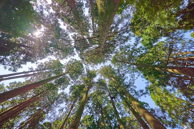 The Hidden Role of Soil in Tree Survival
