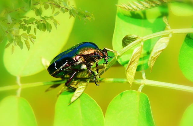 Species-Specific Tolerance to Stress