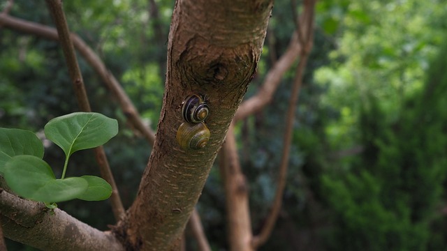 The Hidden Role of Soil in Tree Survival