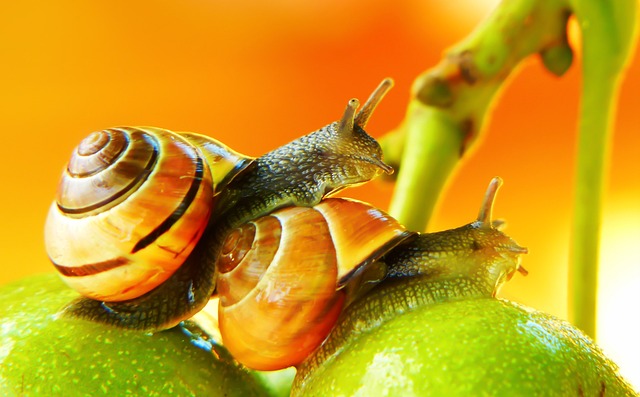 What Survival Science Teaches Conservation Practice