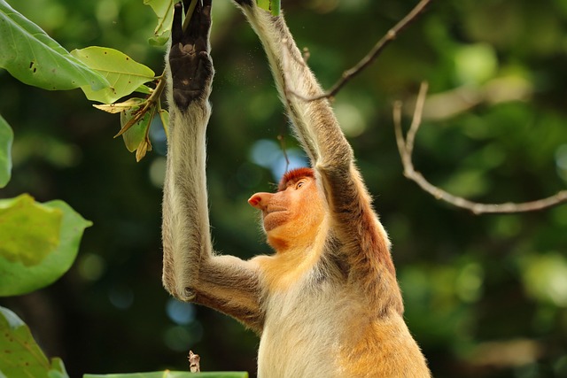 The Hidden Role of Soil in Tree Survival