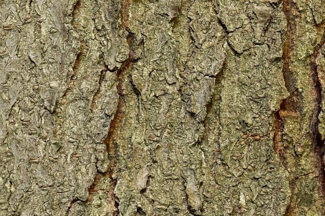 How Long Trees Are Meant to Live
