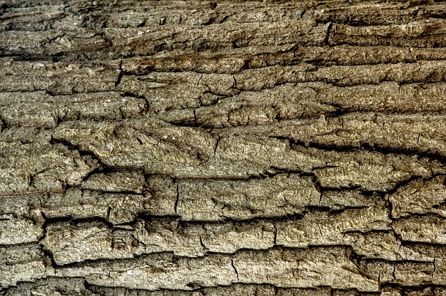 The Hidden Role of Soil in Tree Survival