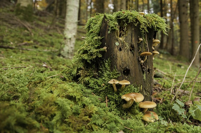 Water Availability and the Slow Economics of Trees