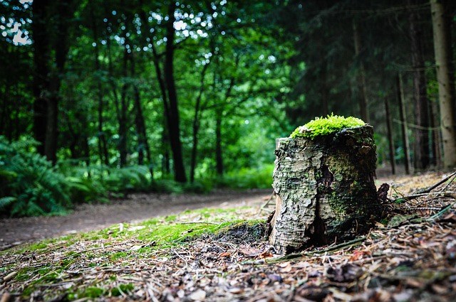 Fungal Networks and Underground Cooperation