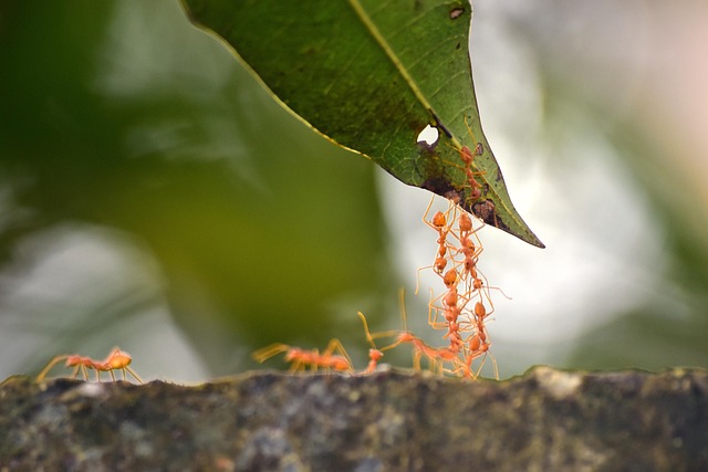 Chemical Warfare Beneath the Soil: How Allelopathy Shapes Forest Composition and Longevity - tree survival science