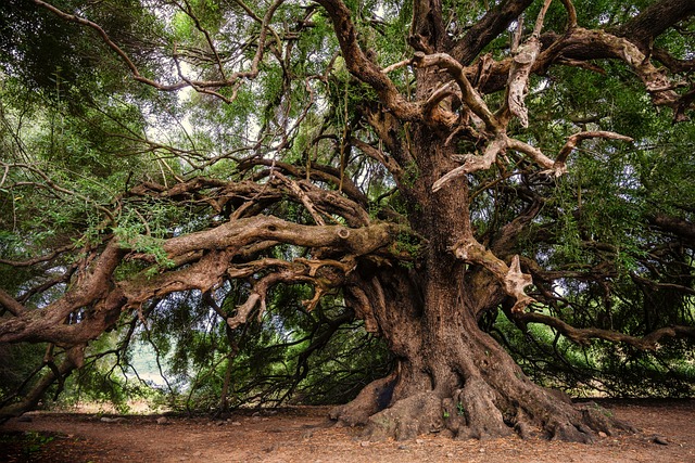 Douglas-fir in Klamath Mountains: Unraveling the Decline Spiral - tree survival science