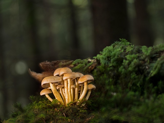 Beech Decline Alters Root Traits and Soil Carbon-Nutrient Cycling - tree survival science