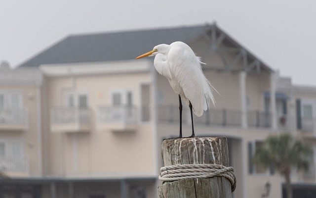 Ecosystem Services and Valuation