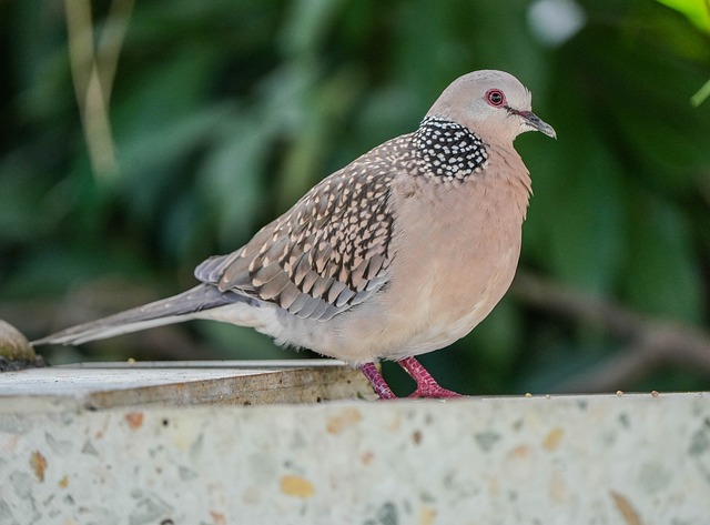 Species Selection and Climate Adaptation