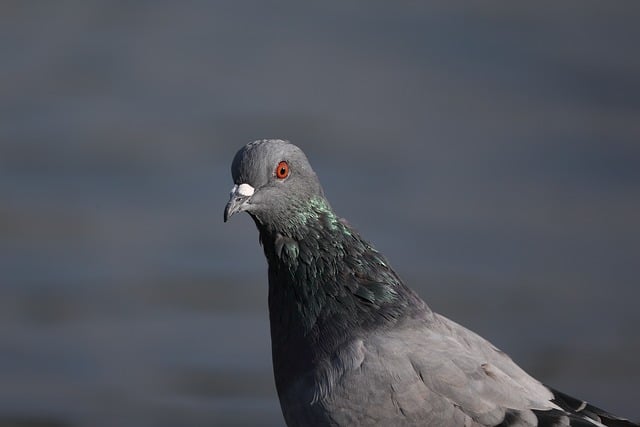 Ecosystem Services and Valuation