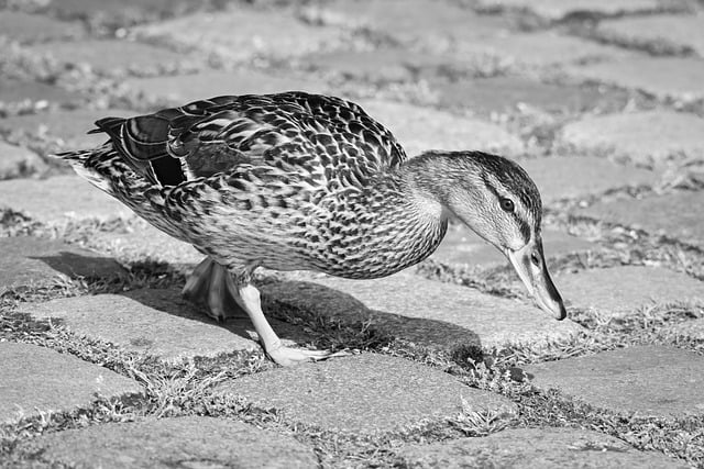 Technology and Remote Sensing