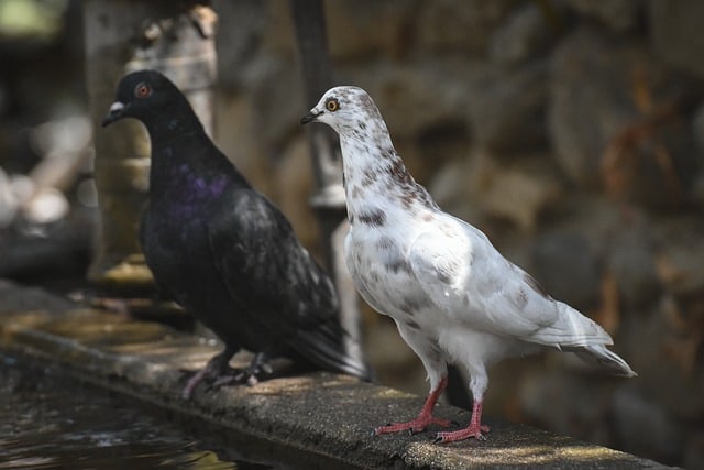 Urban Wood Circular Economy